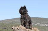 CAIRN TERRIER 314